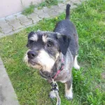 Pies do adopcji, Kielce, 9 kwietnia 2024