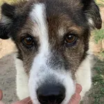 Pies do adopcji, Konin, 28 czerwca 2023