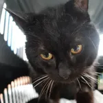 KOT Z INTERWENCJI DNIA 06.04.2024