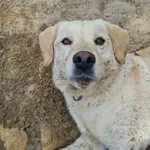 Pies do adopcji, Konin, 5 lutego 2023