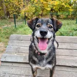 Gipson - ur. ok. 03.06.2017r.