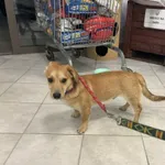 Nr: 128/2024 - Pies z Świebodzice Miasto