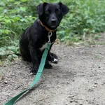 Modliszka - ur.ok. 24.08.2021