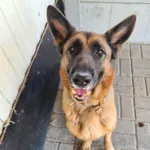 Mafia - ur. ok. 04.06.2022r.