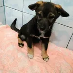 Znaleziono psa, Sosnowiec, 4 kwietnia 2024