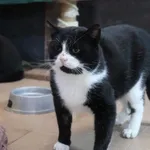 Kot do adopcji, Konin, 22 października 2023