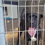 Pies do adopcji, Konin, 9 września 2023