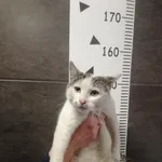 Znaleziono kota, Chełmek, 10 kwietnia 2024