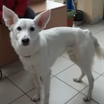 Znaleziono psa, Gdańsk, 10 kwietnia 2024