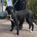 Znaleziono psa, Toruń, 9 kwietnia 2023