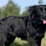 Pies do adopcji, Pieczyska, 10 kwietnia 2024