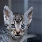 Znaleziono kota, Sosnowiec, 7 kwietnia 2024