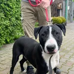 GK/10/1/24 Thor -  data przyjęcia - 10.04.2024