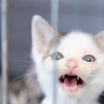 Znaleziono kota, Sosnowiec, 7 kwietnia 2024