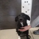 Przyjęty: 2024-04-12 Gmina: Chełmek Płeć: Suka Opis: mieszaniec, czarno-białe