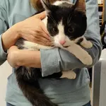 Kocurek poz. 24/126/K