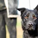 Mars - pies z innej planety! 