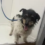 Znaleziono psa, Bytom, 12 kwietnia 2024