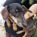 Pies do adopcji, Przyborówko, 11 kwietnia 2024