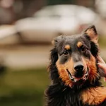 Kaszmir 616093902342106