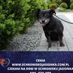 Cenia