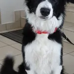 PIES Z INTERWENCJI (221/24) 11.04.2024