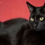 Znaleziono kota, Sosnowiec, 11 kwietnia 2024