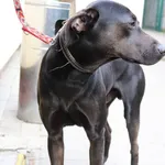 Znaleziono psa, Łódź, 14 kwietnia 2024