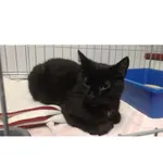 Znaleziono kota, Białystok, 14 kwietnia 2024