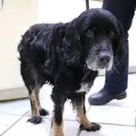 Znaleziono psa, Łódź, 14 kwietnia 2024