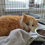 Nr: 130/2024 - Kot z Jordanów Śląski