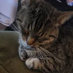 Zaginął kot, Białuń, 15 kwietnia 2024