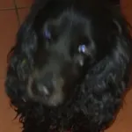 Znaleziono psa, Radom, 14 kwietnia 2024