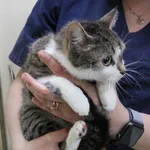 Znaleziono kota, Łódź, 13 września 2025