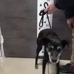 Znaleziono psa, Chełmek, 13 kwietnia 2024