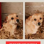 Lizak 616093902511246