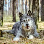 Pies do adopcji, Radom, 14 kwietnia 2024