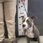 Znaleziono psa, Chełmek, 13 kwietnia 2024