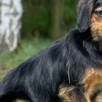 Imię: Bryśka Czip: 616093902524254 Płeć: samica Wiek: listopad 2023 Wielkość: mały Kastracja/sterylizacja: nie zbyt młody wiek do wykonania w późniejszym terminie Inne Psy: Akceptuje towarzystwo innyc