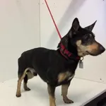 Pies do adopcji, Bytom, 15 kwietnia 2024