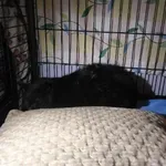 Znaleziono kota, Młodolino, 17 marca 2024