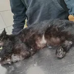 Kot do adopcji, Kielce, 16 kwietnia 2024