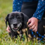 Bodzio z Czernichowa