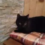 Zaginął kot, Katowice, 17 kwietnia 2024