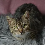 Kot do adopcji, Chełmek, 28 marca 2024