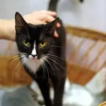 Znaleziono kota, Sosnowiec, 12 kwietnia 2024