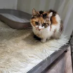 Kot do adopcji, Orzechowce, 16 kwietnia 2024