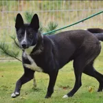 Znaleziono psa, Grudziądz, 18 czerwca 2023