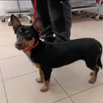 Znaleziono psa, Grudziądz, 11 kwietnia 2024