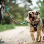 LAKI przypomina psa z książek czy filmów przygodowych. To taki duży kudłaty włóczykij. Do schroniska trafił z kawałkiem łańcucha przy szyi, więc coś w tym jest. Prawdopodobnie zerwał się z niewoli i w